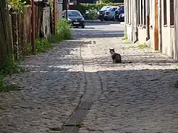 A cobblestone lane with a leisurely cat