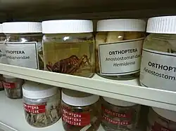 Ethanol-preserved specimens, including wētā