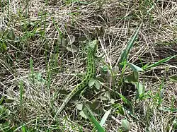 Penza Oblast, Russia