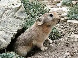 Brown pika