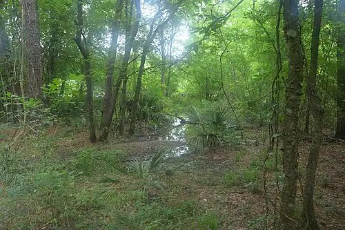 Piney Woods habitat with wetlands in Lake Livingston State Park.