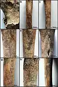 Burial 14 - Several long bones displayed incisions (defleshing marks?)