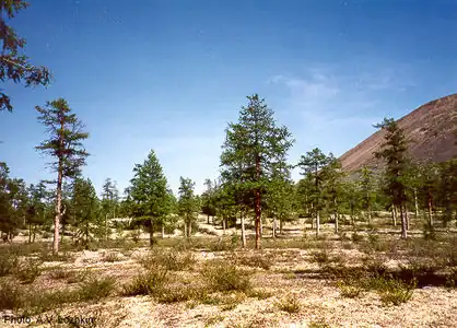 Forest in the Kolyma region, arctic northeast Siberia