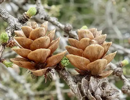 Old seed cones