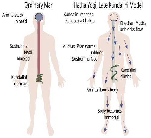 Late Kundalini model