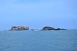Australasian gannet in flight