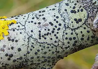 A thick branch covered with a white crust, marked by black spots and thin black lines.