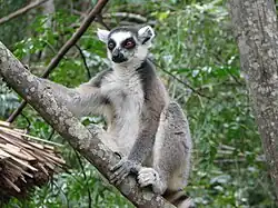 Lemur catta