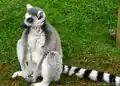 Lemur