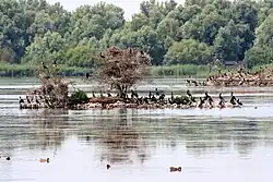 An island in the lake Lepelaarplassen with cormorants sitting on top