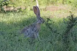 A photo of an antelope jackrabbit in the shade with its forelegs raised slightly