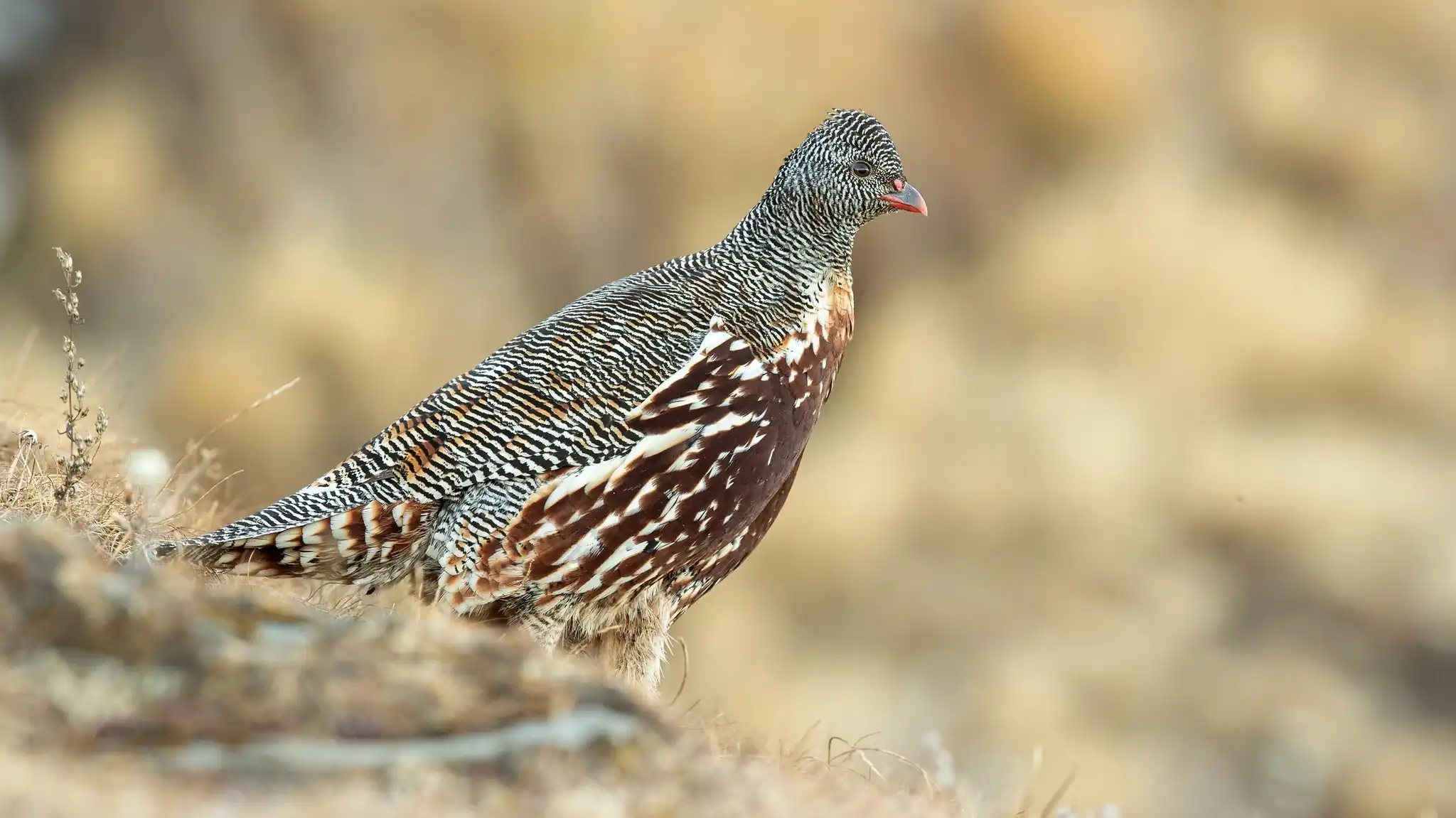 Lerwa_lerwa_76842644