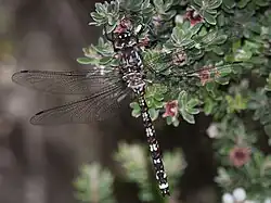 Female