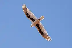 the underside of a Letter-winged kite