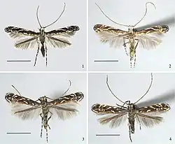 Liocrobyla desmodiella, Liocrobyla lobata, and Liocrobyla indigofera