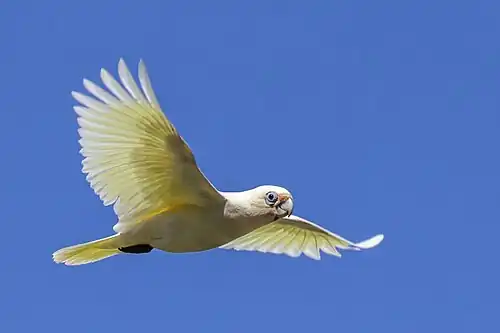 C. c. gymnopis, South Australia