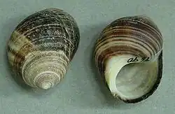 Two shells of the common periwinkle Littorina littorea