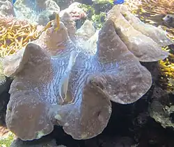 Giant clam in Waikiki Aquarium, Honolulu, Hawaii, United States