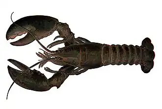 Many invertebrate animals have external exoskeletons or shells, which achieve rigidity by a variety of mineralisations.