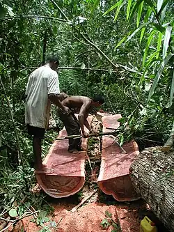 Harvesting bulletwood in Guyana