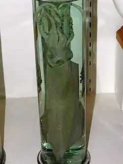 A squid preserved in a jar of liquid