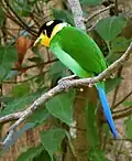 Long-tailed Broadbill