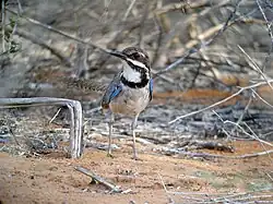 Adult cocking its head and showing its white chin lined with brown stripes in a sandy thicket.