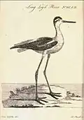 "Long Leg'd Plover" (black-winged stilt) in Flora Scotica, one of a few birds in the book. Drawn by Moses Griffith; engraved by Peter Mazell