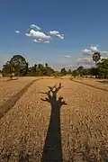 Long shadow of a dead tree with its branches on dry fields, late afternoon