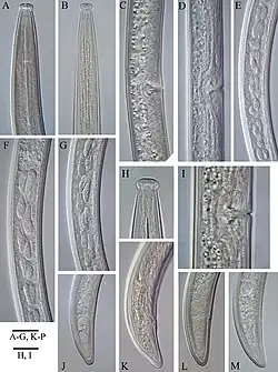 The image consists of multiple microscope images of the nematodes