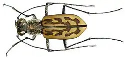 Lorphyra senegalensis