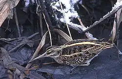 ...as does the jack snipe.