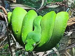 Green tree python