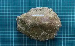 Sauropod dinosaur osteoderm