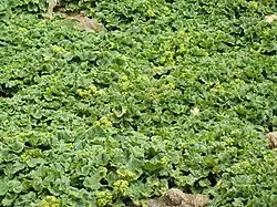 Macquarie Island flora, Stilbocarpa polaris