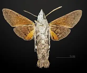Ventral view