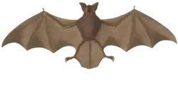 Drawing of brown bat
