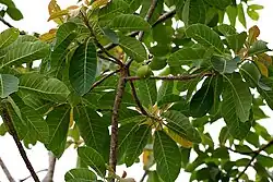 Tree in Narsapur, Medak district, India