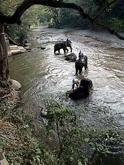 Bathing elephants in the Taeng River