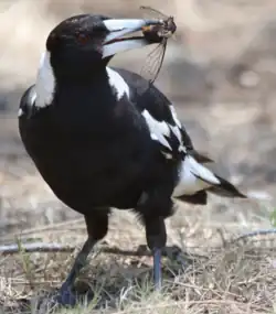 With a cicada at Church Point