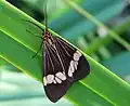 Magpie moth (Nyctemera&nbsp;secundiana) found in central Queensland, Australia