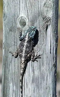 Male in breeding season