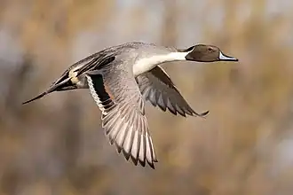 Northern pintail male in flight