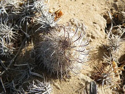 Plants growing in Viscaino, Baja California Sur