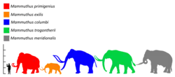 Colored silhouette of a Columbian mammoth (blue), relative in size to a human and past and present elephants
