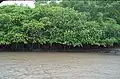 Mangrove of Tamarindo estuary.