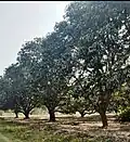 Mango Orchard Village Ghous Bux Bhurgri, Kot Ghulam Muhammad Bhurgri