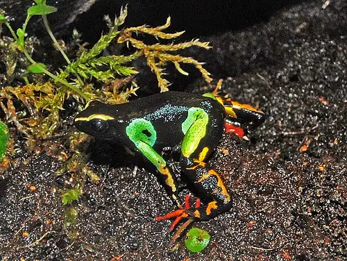 Mantella madagascariensis