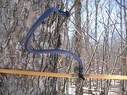 Image 20Sugar maple (Acer saccharum) tapped to collect sap for maple syrup (from Tree)