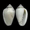 Marginella minuscula Algoa Bay, South Africa